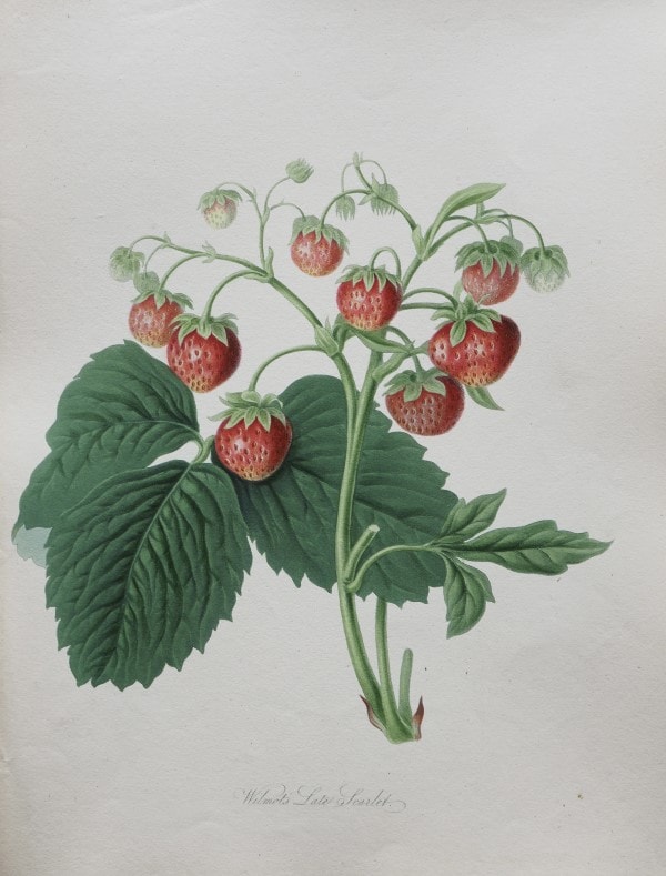 『英国キュー王立植物園おいしいボタニカル・アート食を彩る植物のものがたり』