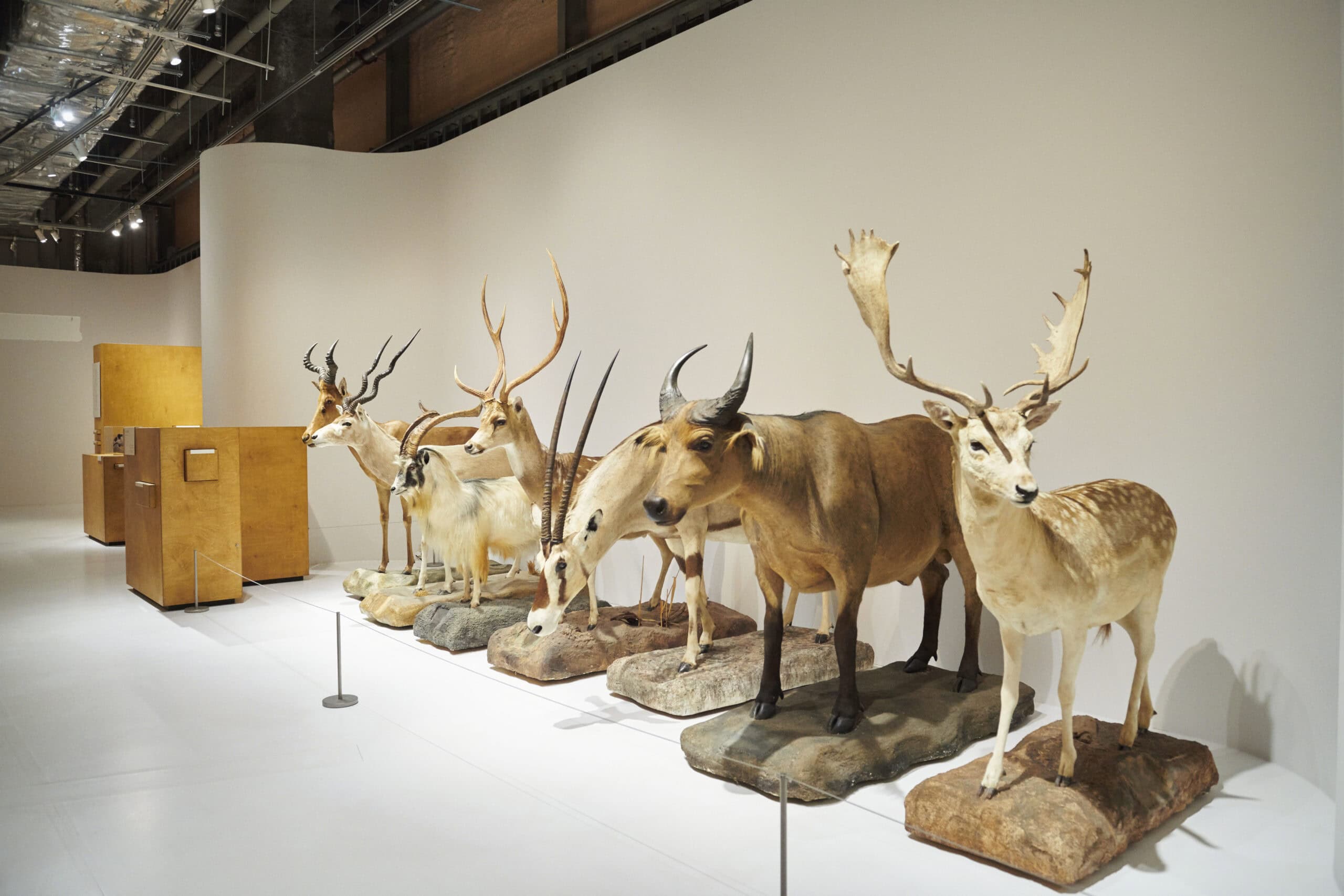 アクリル画 動物の頭骨 高級感あるフレーム入り 約75cm x 94cm 奥行きのある頭蓋骨の絵画 アート 原画 アクリルフレーム ペン画
