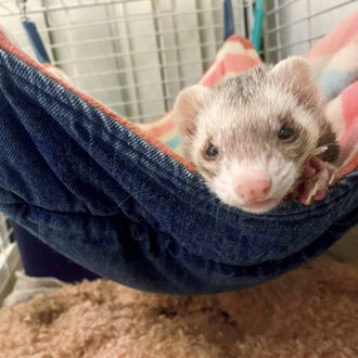 子どもたちが生まれる前から一緒のフェレット