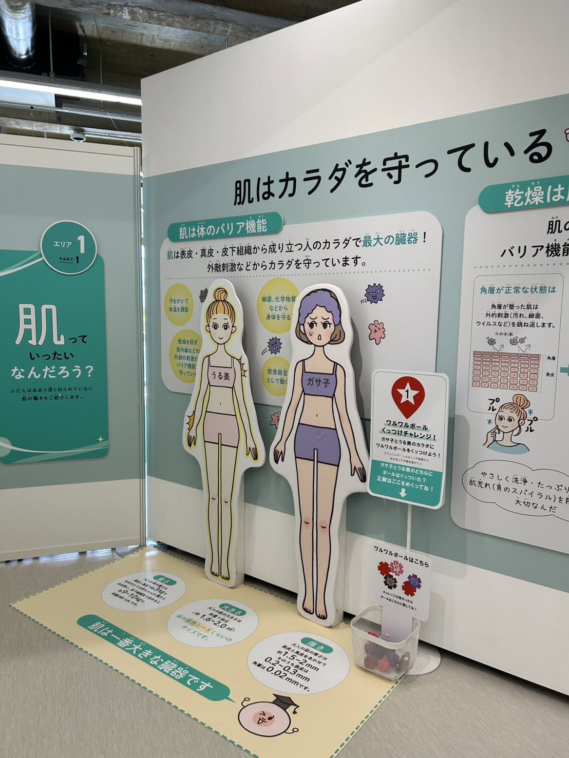 肌とからだのチャレンジ展