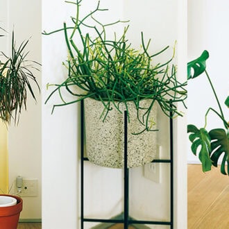 心癒やす観葉植物は、池袋にある『ボタニカル アトリエ ルスルス』で購入