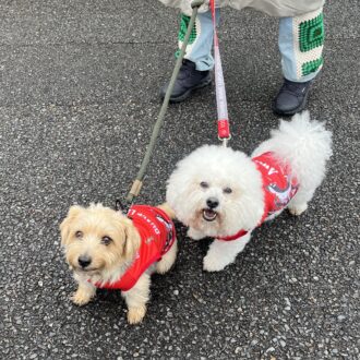 ラグビー会場でワンちゃんを発見！