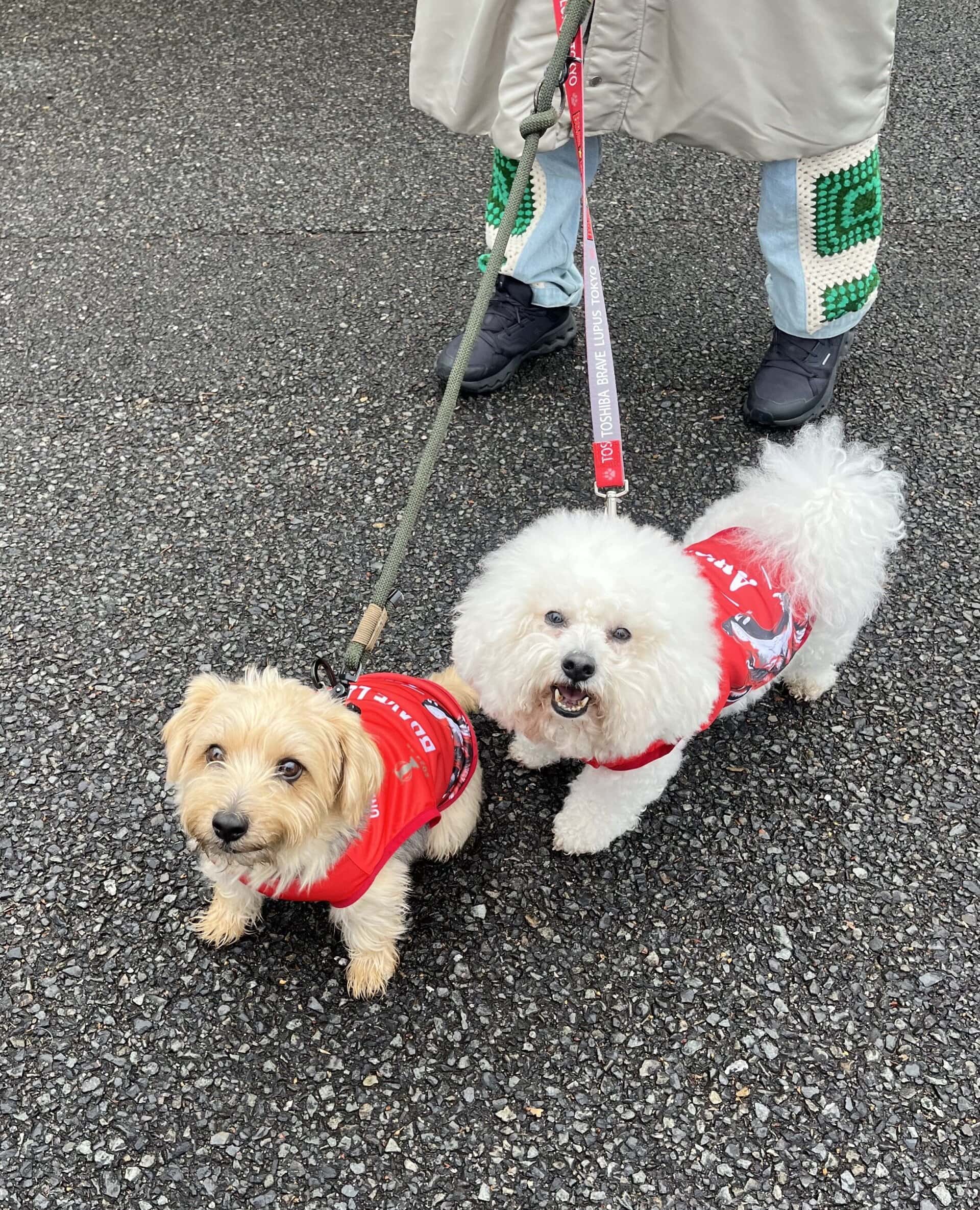 ラグビー会場でワンちゃんを発見！