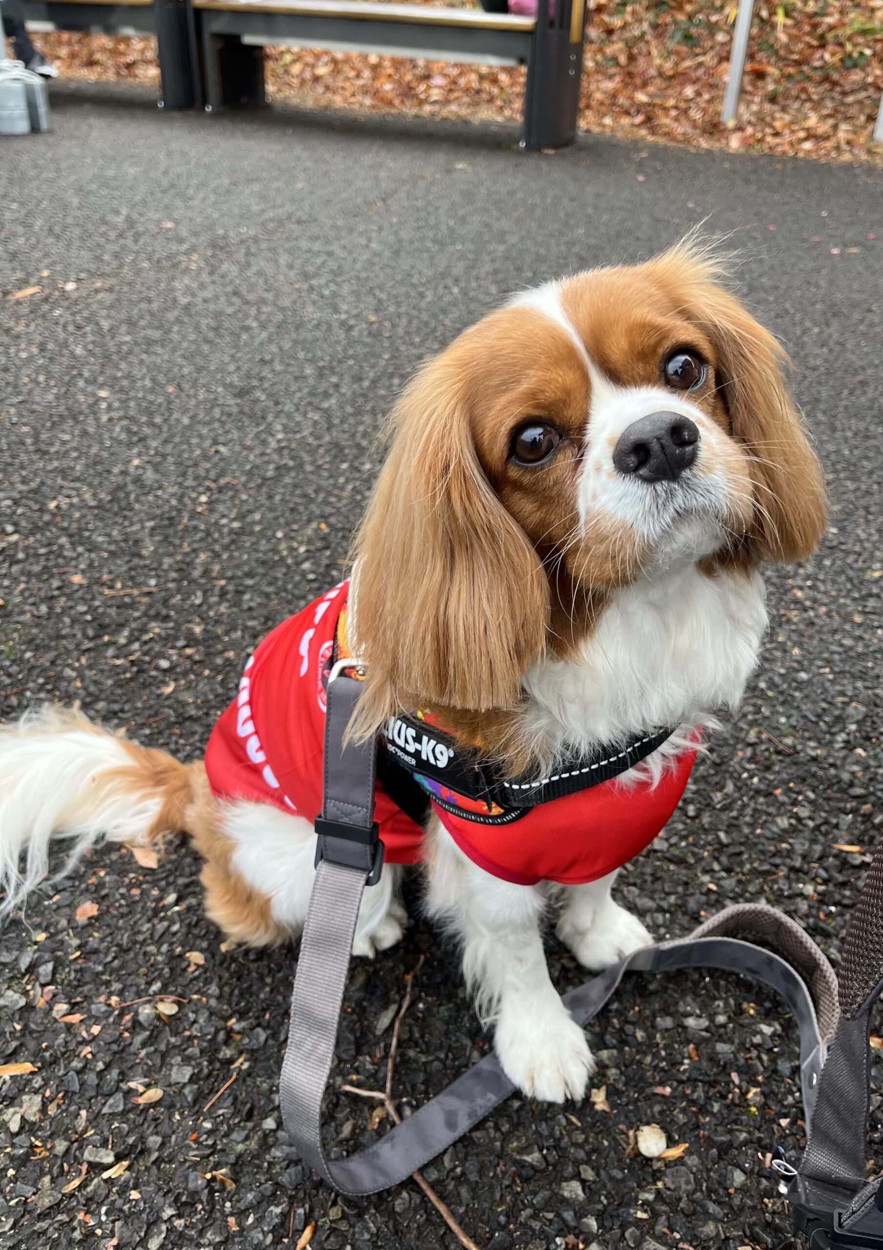 ワンちゃん向けのラグビーグッズも！