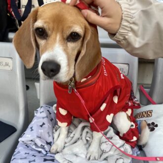 飼い主さんと一緒に観戦するワンちゃん