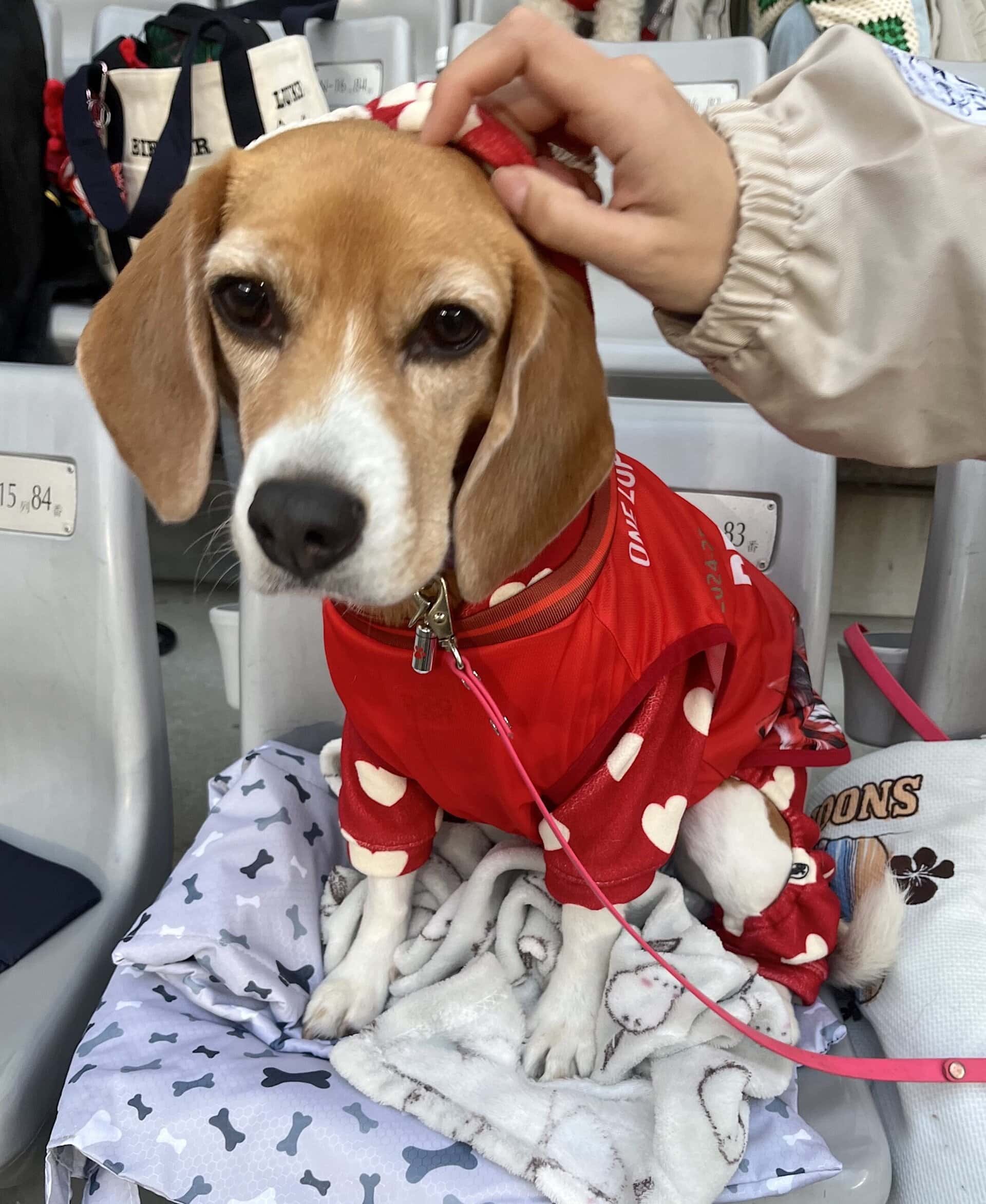 飼い主さんと一緒に観戦するワンちゃん