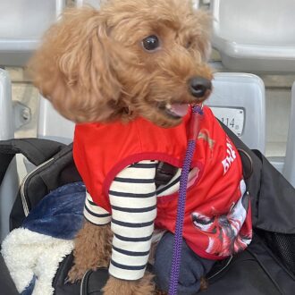 飼い主さんと一緒に観戦するワンちゃん