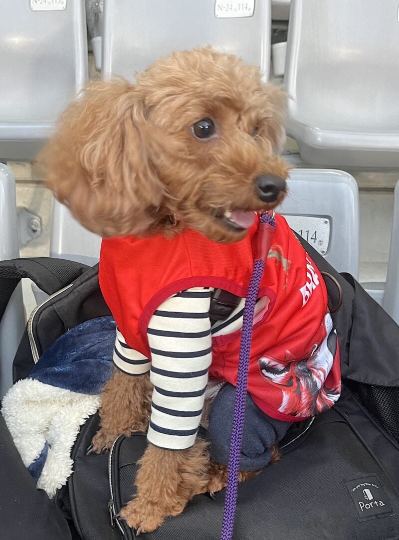 飼い主さんと一緒に観戦するワンちゃん