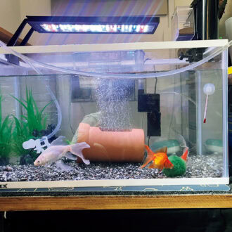 息子のために購入した金魚。コメット、リュウキン、鉄魚