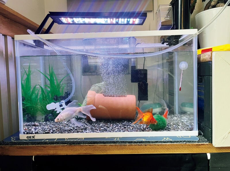 息子のために購入した金魚。コメット、リュウキン、鉄魚