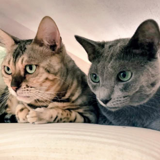 ベンガルとロシアンブルーの2匹の猫たち