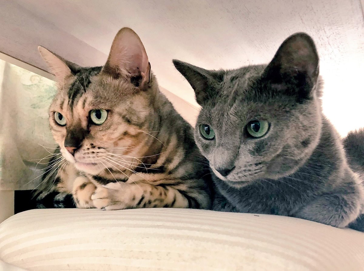 ベンガルとロシアンブルーの２匹の猫たち