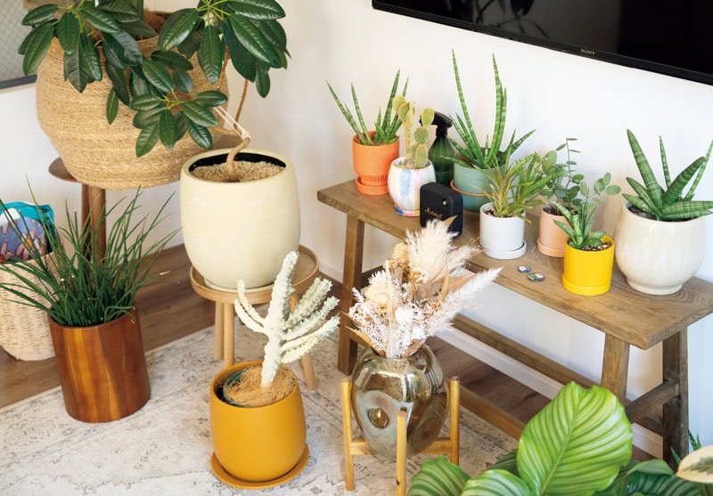 ソルソファームの植物は、ポットもカラフルでおしゃれ。ザラホームのテーブルに並べて