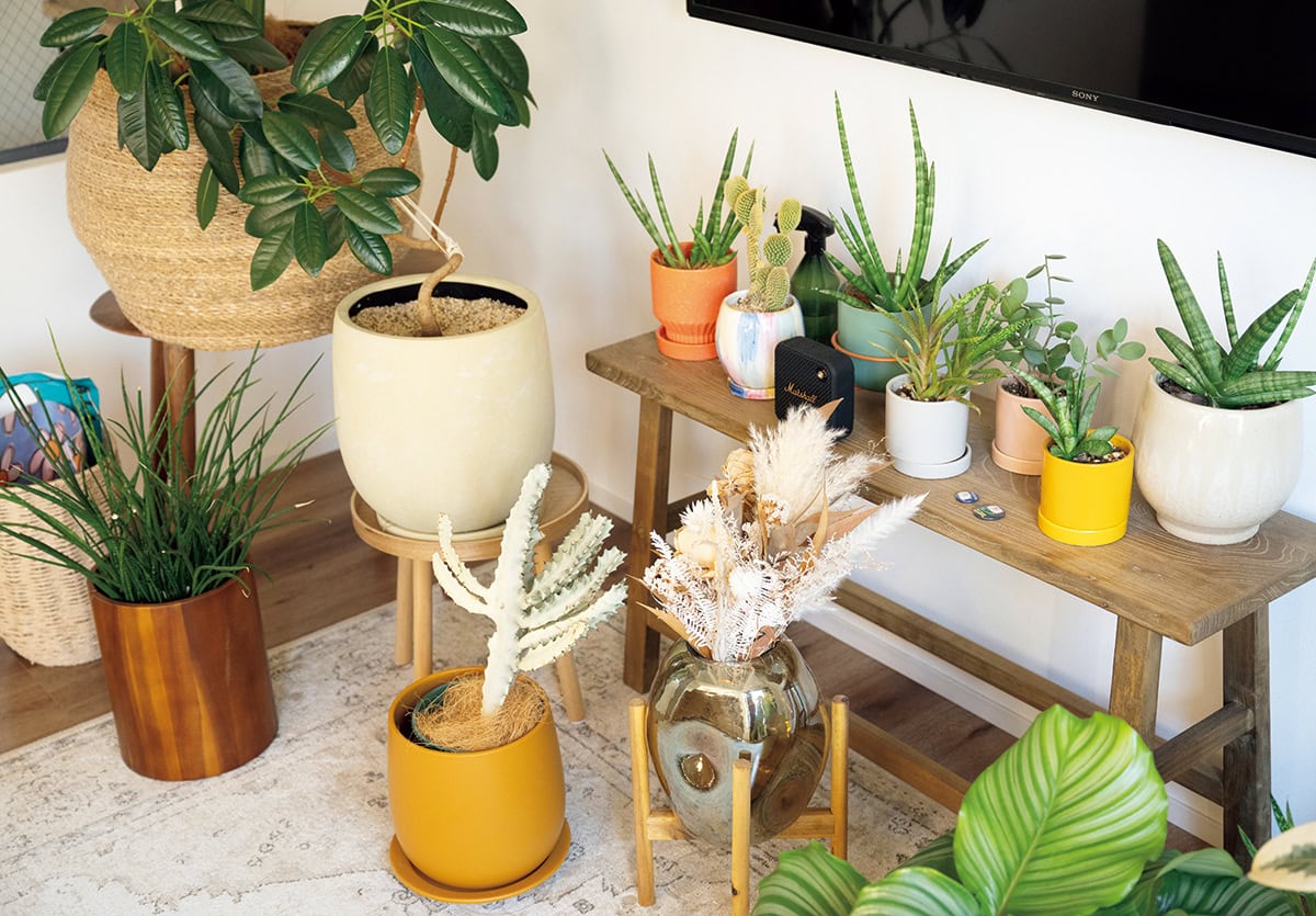 ソルソファームの植物は、ポットもカラフルでおしゃれ。ザラホームのテーブルに並べて